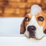 Esquire - Dog Spa